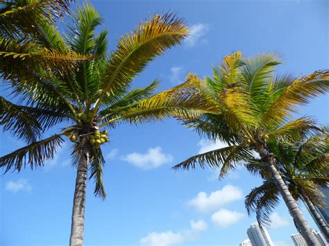Palm trees in florida. Things To Know About Palm trees in florida. 